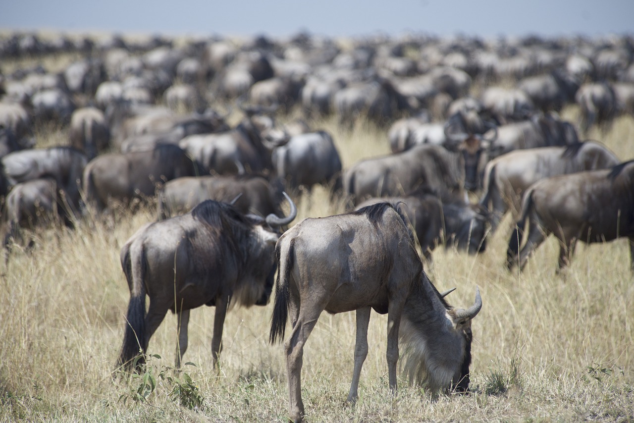 How Climate Change is Affecting Wildlife and Biodiversity